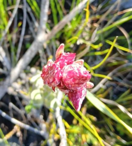 Syncarpha zeyheri buds